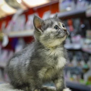 A small kitten in a pet store Stock Photos