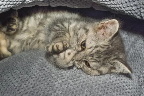 A small kitten in a pet store Stock Photos