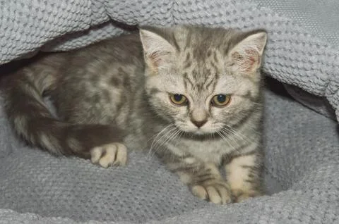 A small kitten in a pet store Stock Photos
