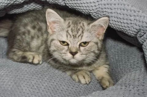 A small kitten in a pet store Stock Photos