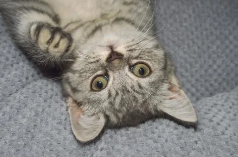 A small kitten in a pet store Stock Photos