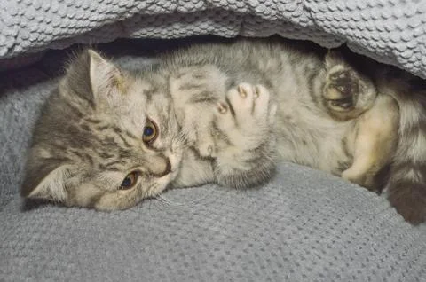A small kitten in a pet store Stock Photos