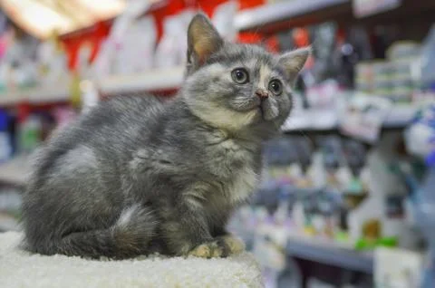 A small kitten in a pet store Stock Photos