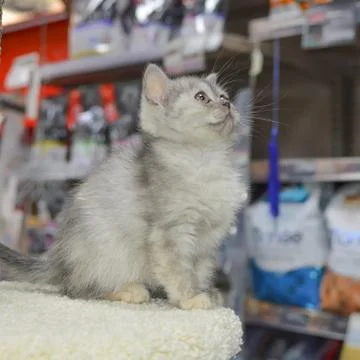 A small kitten in a pet store Stock Photos