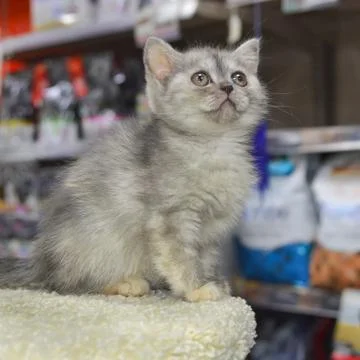A small kitten in a pet store Stock Photos