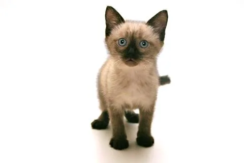 Small kitten Stock-Fotos