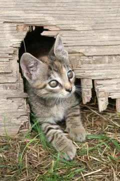 Small kitten Stock Photos