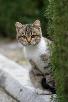 Small kitten Foto stock