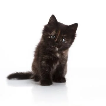Small kitten Stock Photos