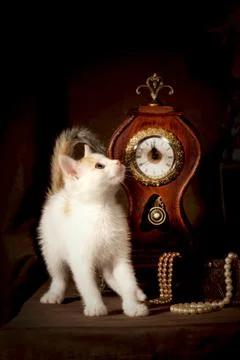 Small kitten Stock Photos