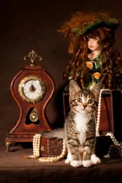 Small kitten Stock Photos