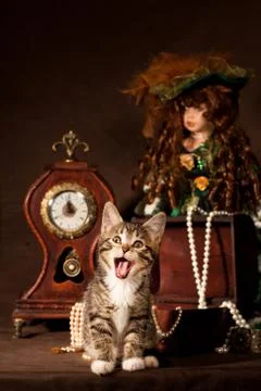 Small kitten Stock Photos