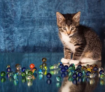 Small kitten Stock Photos