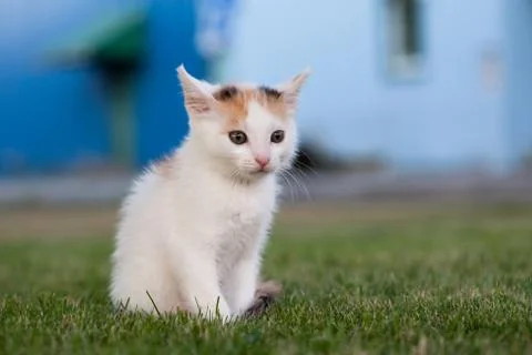 Small kitten Stock Photos