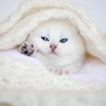 Small kitten on pillow Stock Photos