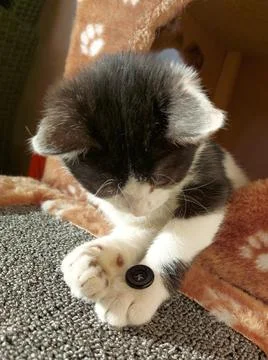 Small kitten playing with a button Stock Photos