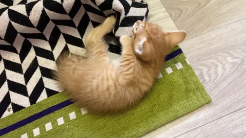 Small kitten is playing with a carpet. Teeth itch concept Stock Footage 255160871
