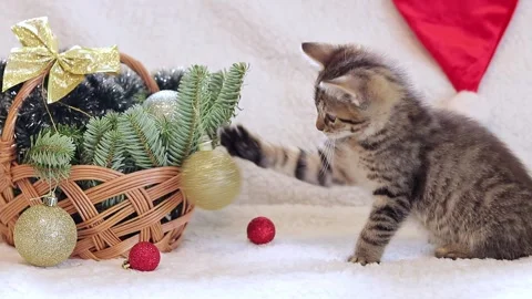 A small kitten is playing with a Christmas ball, a basket with New Year's decor Stock Footage 247078232