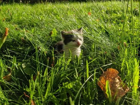 Small kitten playing in the grass Stock-Fotos