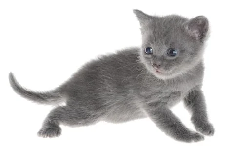 Small kitten playing isolated Stock Photos