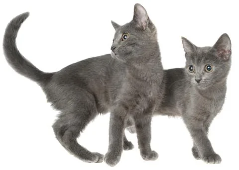 Small kitten playing isolated Stock Photos