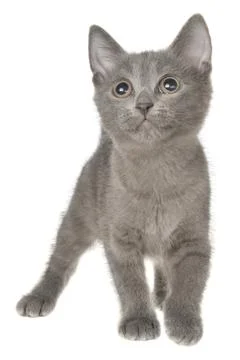 Small kitten playing isolated Stock Photos