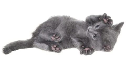 Small kitten playing isolated Stock Photos