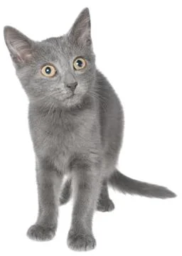 Small kitten playing Stock Photos