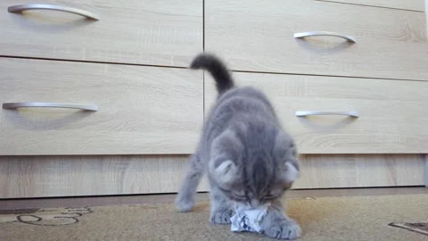 A small kitten plays with a piece of paper, developing hunting instincts. C.. Video stock 273227386
