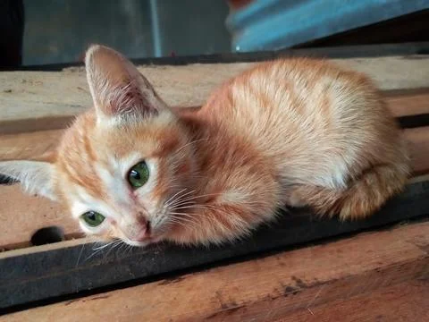 A small kitten relaxing Stock Photos