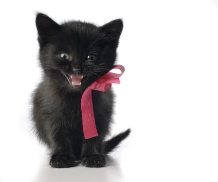 Small kitten with ribbon Stock Photos