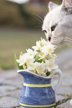 Small kitten of the Scottish breed sniffs Jasmine in a vase of yellow-blue color Stock Photos