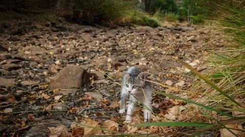 Small kitten in shock over dry riverbed 스톡 사진