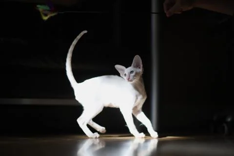 A small kitten of Siamese breed in the rays of bright light at the moment of  Stock Photos