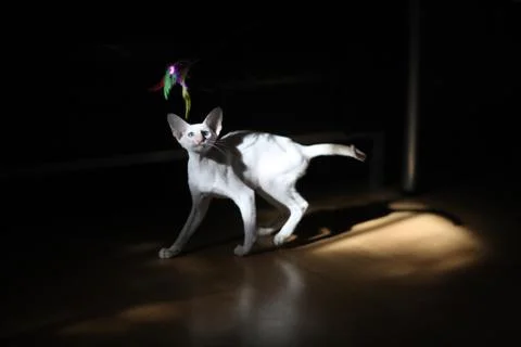 A small kitten of Siamese breed in the rays of bright light at the moment of  Stock Photos