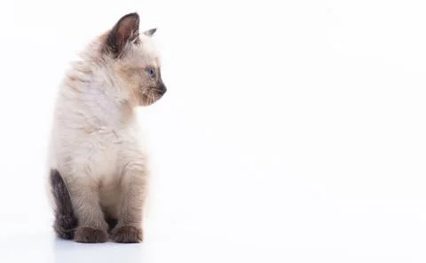 Small kitten Siamese Thai breed. A cat with blue eyes and a beige color Stock Photos