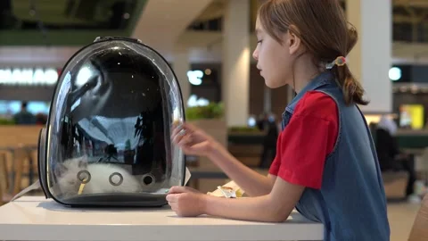 A small kitten sits in a backpack with a transparent window. Girl at the food Stock Footage 173414132