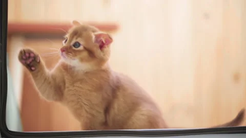 A small kitten sits on the windowsill Stock Footage 141991857