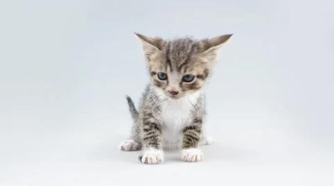Small kitten sitting and looking Stock Footage 52263161