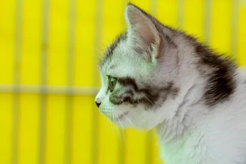 Small kitten sitting in a cage. Stock Photos