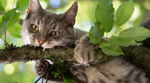 Small kitten sitting on the cherry tree and eating the branch Stock Photos