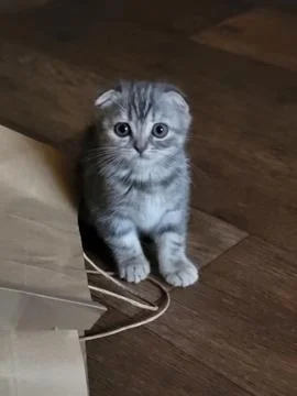 Small Kitten Sitting on Floor Stock Photos