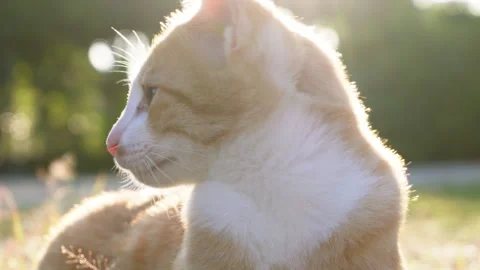 A small kitten is sitting on the green grass.  Stock Footage 256769482