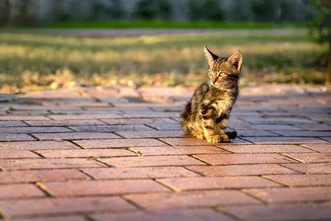 Small kitten is sitting on path in park. Stock Photos