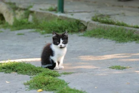A small kitten is sitting Stock Photos