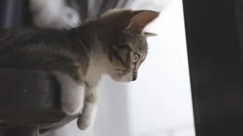 A small kitten sitting on a stool, seemingly contemplating its next move Video stock 304590868