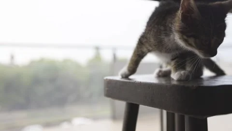 A small kitten sitting on a stool, seemingly contemplating its next move Video stock 304590873