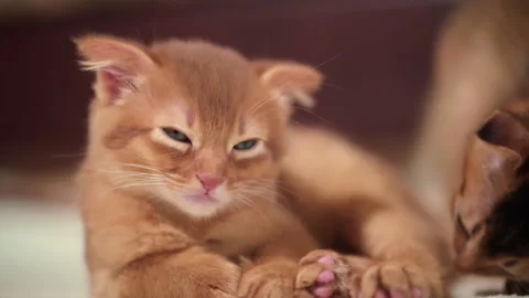 A small kitten sleepily closes its eyes Stock Footage 141991113