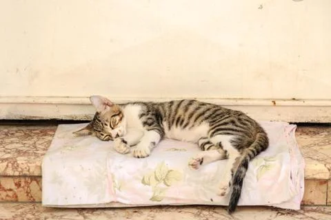 Small kitten sleeping in front of door in the street Foto stock