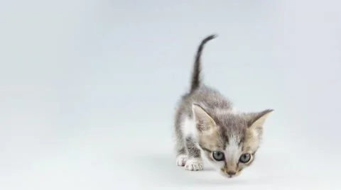Small kitten smelling Stock Footage 52263145